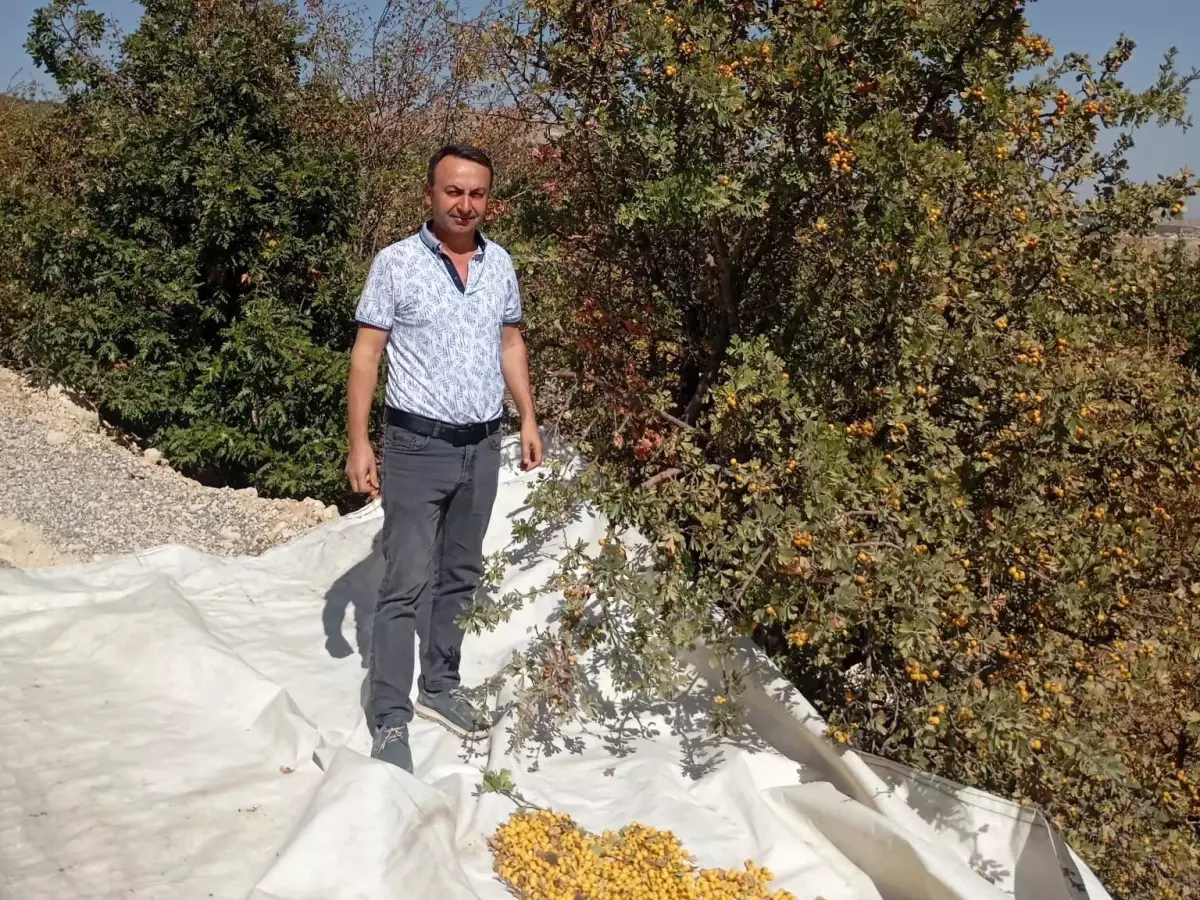 akcadagda alic hasadi devam ediyor yO2P4OET