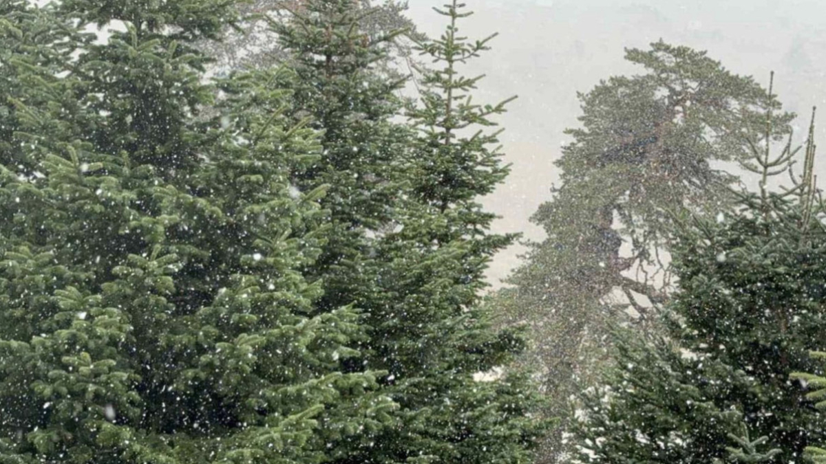 boluya mevsimin ilk kari dustu nprC452K