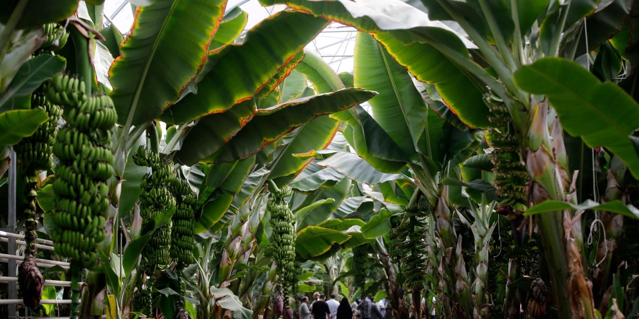 iranda tropikal meyve yetistiriliyor X2GrpEzE