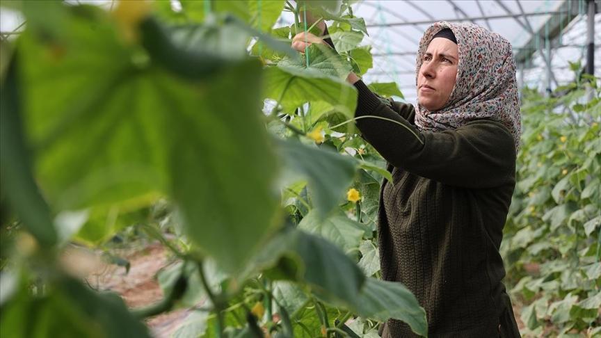 kadin girisimci devlet destegiyle kurdugu serada uretime katki sagliyor zcqZMHh6.jpg