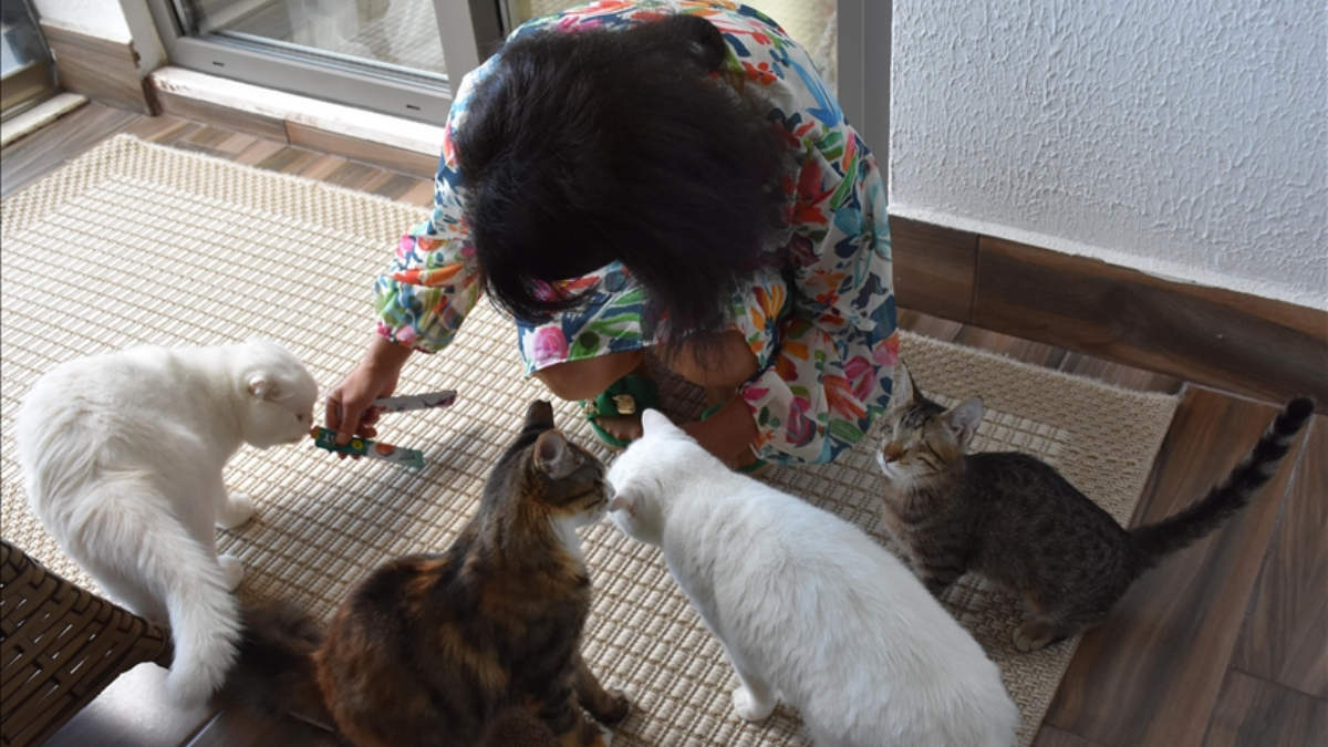 trabzonlu hayvanseverin bir kediyle baslayan sevgi yolculugu WrQktIfA